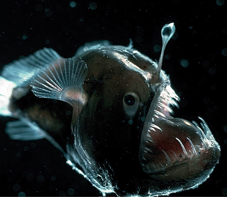 5 freaky fish for Halloween
