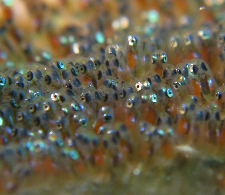 Underwater Easter 10 things you didnt know about fish eggs