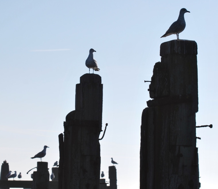 birds-on-wooden-platforms-ocean-square.jpg
