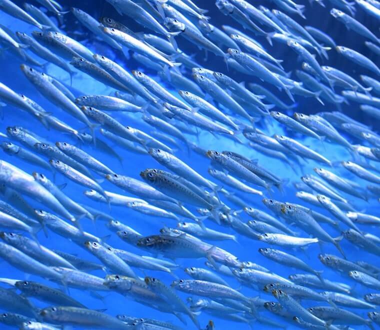 school-of-sardines-760x660.jpg