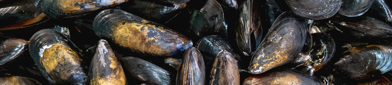 bay-mussels-1280x280.jpg