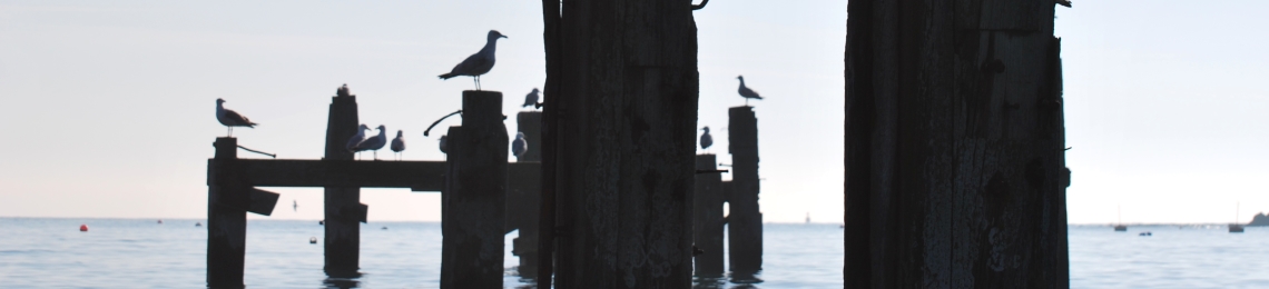 birds-on-wooden-platforms-ocean (1)