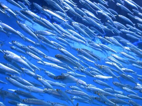school-of-sardines-540x405px.jpg