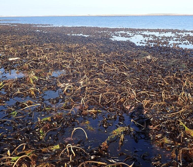 The blue carbon potential of the Welsh MPA network