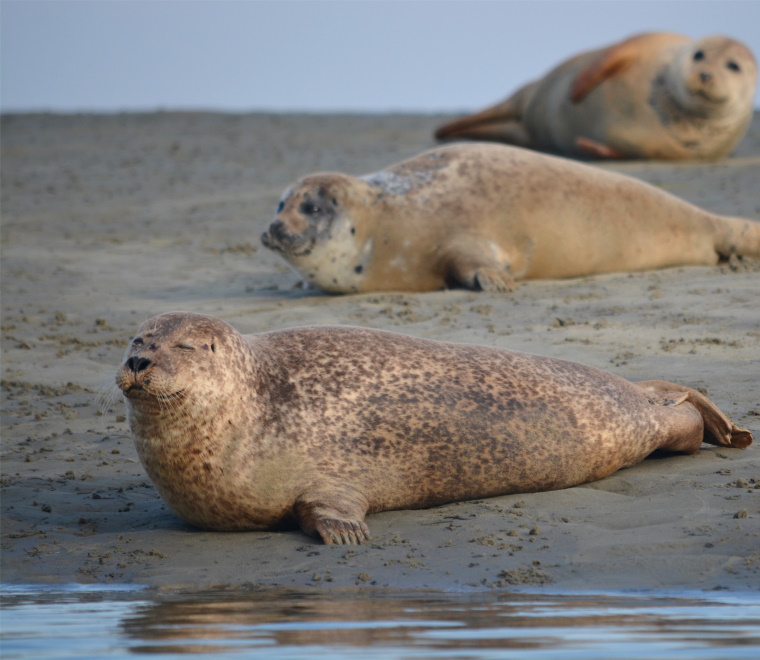 Report published - Refining Estimates of Collision Risk for Harbour Seals and Tidal Turbines