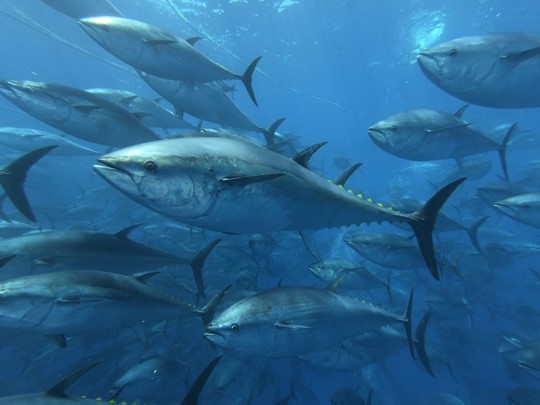 bluefin-tuna-540x405.jpg