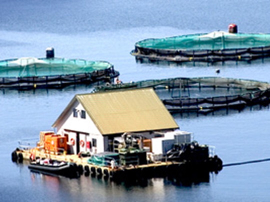 Mariculture impact: groundbreaking study