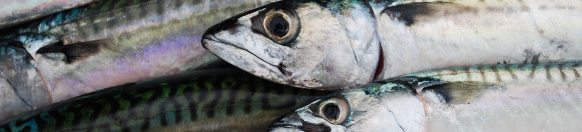 mackerel-fish-box (9)