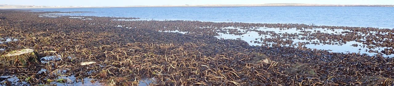 kelp-beds-1280x280 (1)