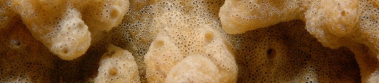 tunicate_colony_of_didemnum_vexillum-1280x280 (1)