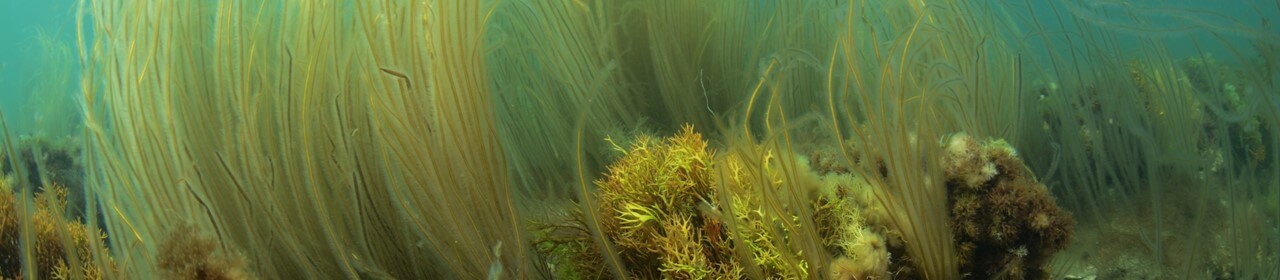 subtidal-reef-1280x280.jpg