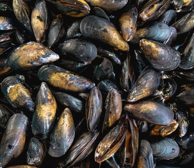 bay-mussels-760x660